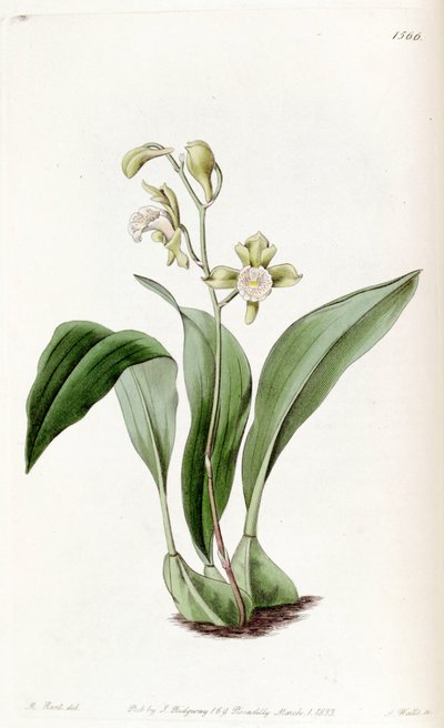 Bifrenaria racemosa (som syn. Maxillaria racemosa) av Jams  Watts